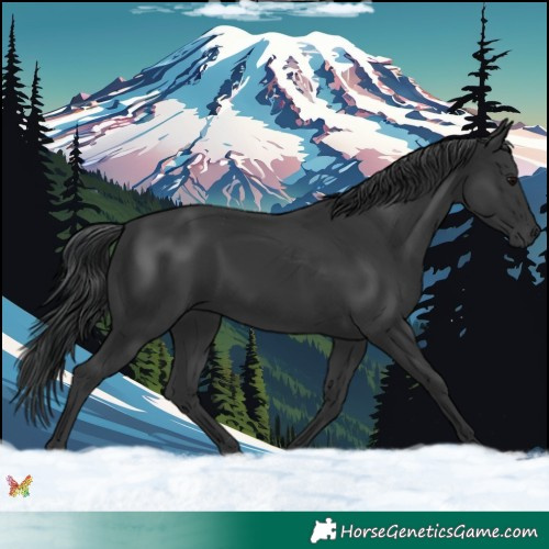Horse Color:Black 