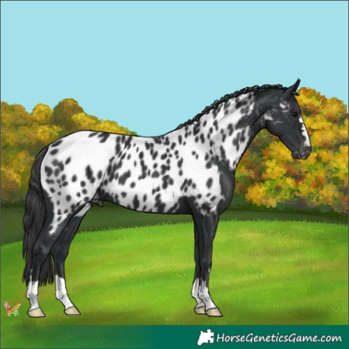 Horse Color:Black Appaloosa 