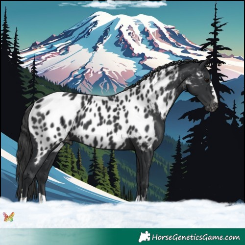 Horse Color:Black Appaloosa 