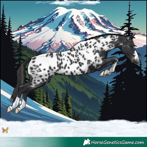 Horse Color:Black Appaloosa 