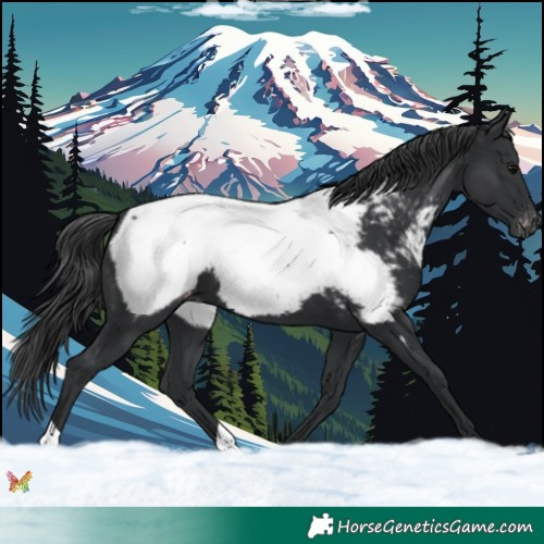 Horse Color:Black Appaloosa 