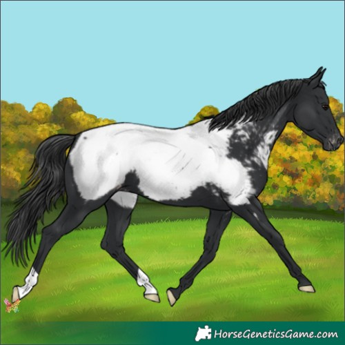 Horse Color:Black Appaloosa 