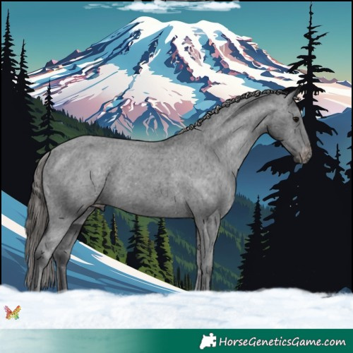 Horse Color:Black Appaloosa 