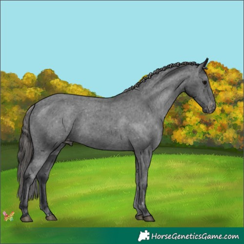 Horse Color:Black Appaloosa 