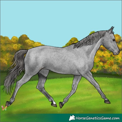 Horse Color:Black Appaloosa 