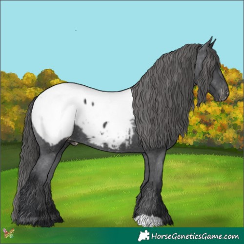 Horse Color:Black Appaloosa 