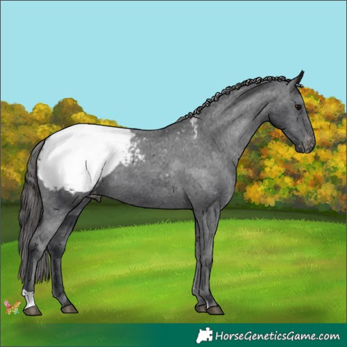 Horse Color:Black Appaloosa 