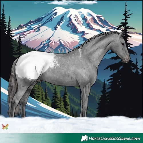 Horse Color:Black Appaloosa 