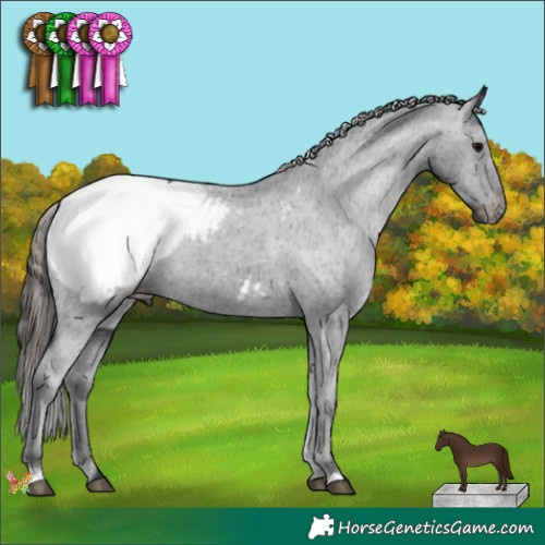 Horse Color:Black Appaloosa 