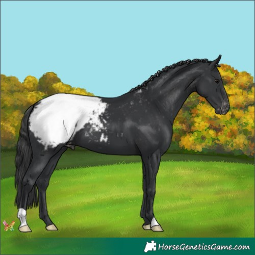 Horse Color:Black Appaloosa 