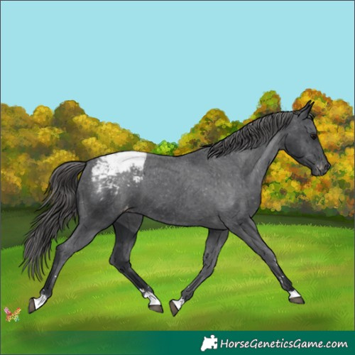 Horse Color:Black Appaloosa 