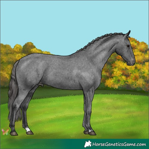 Horse Color:Black Appaloosa 
