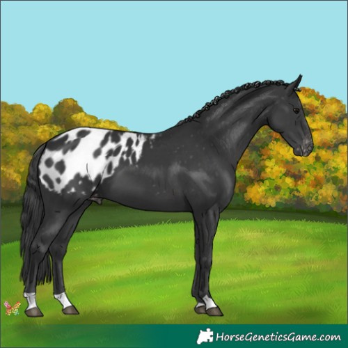 Horse Color:Black Appaloosa 