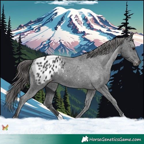 Horse Color:Black Appaloosa 