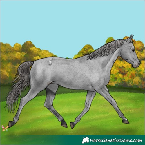 Horse Color:Black Appaloosa 