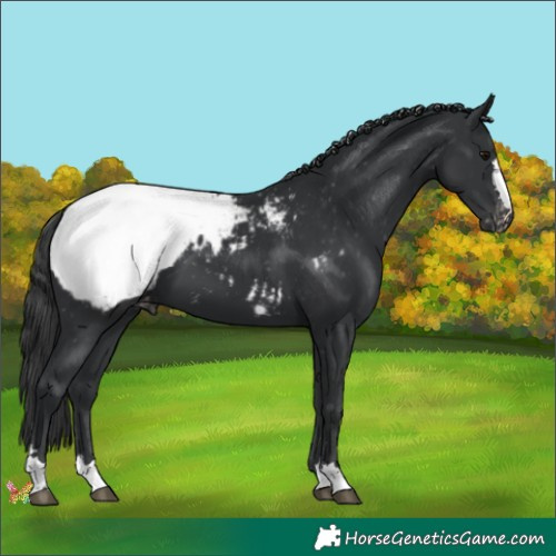 Horse Color:Black Appaloosa 