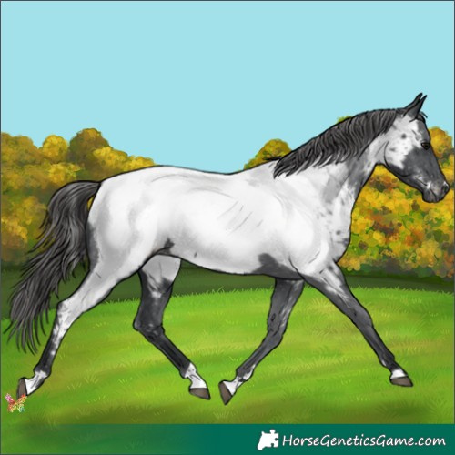 Horse Color:Black Appaloosa 