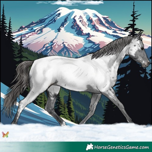 Horse Color:Black Appaloosa 