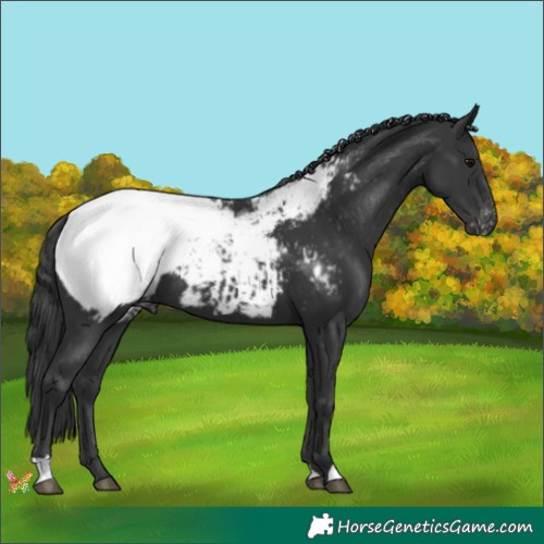 Horse Color:Black Appaloosa 