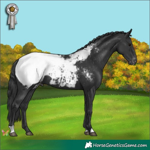 Horse Color:Black Appaloosa 