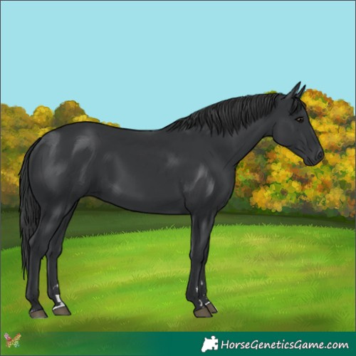 Horse Color:Black 