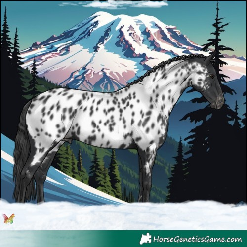 Horse Color:Black Near Leopard 