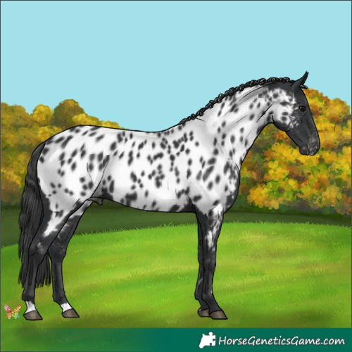 Horse Color:Black Appaloosa 