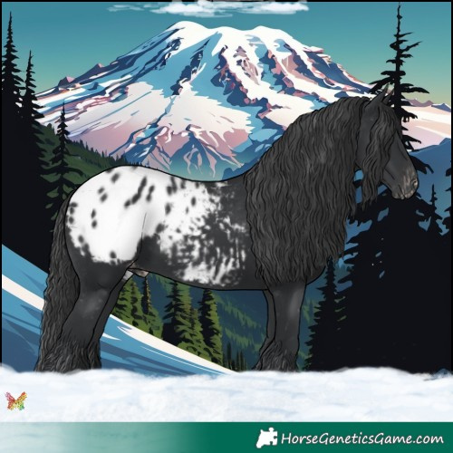 Horse Color:Black Appaloosa 