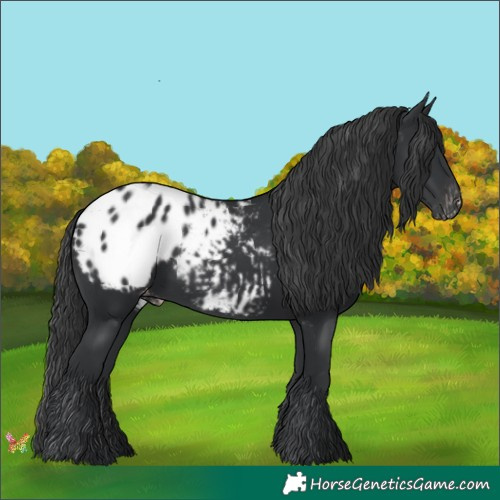 Horse Color:Black Appaloosa 