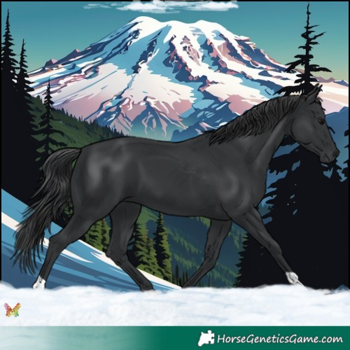 Horse Color:Black 