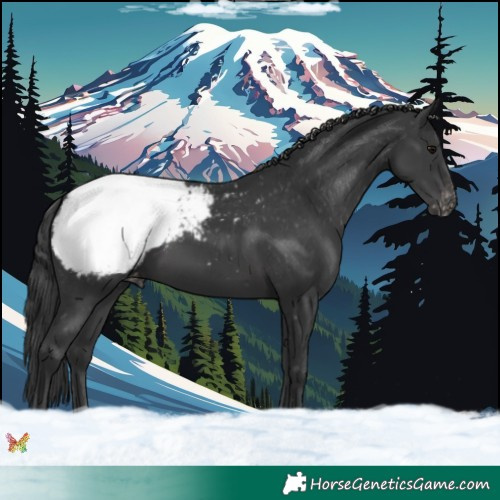 Horse Color:Black Snowcap 