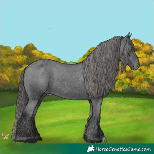 Horse Color:Black Appaloosa 