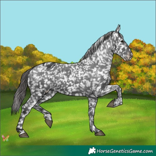 Horse Color:Black Appaloosa 