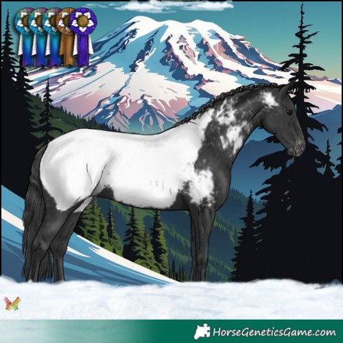Horse Color:Black Appaloosa 