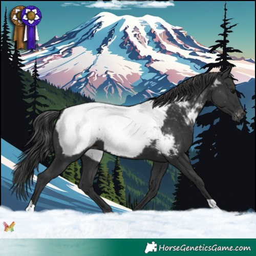 Horse Color:Black Appaloosa 