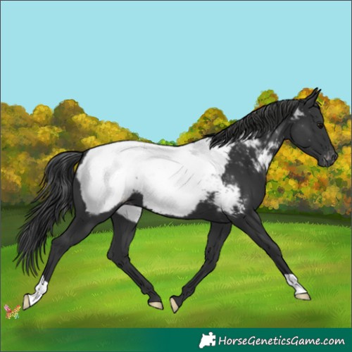 Horse Color:Black Appaloosa 