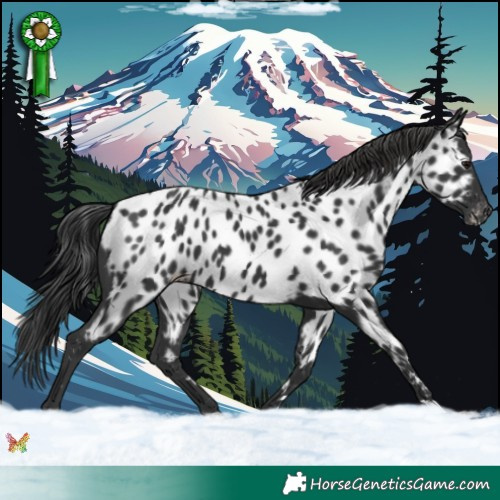 Horse Color:Black Appaloosa 