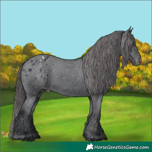 Horse Color:Black Appaloosa 