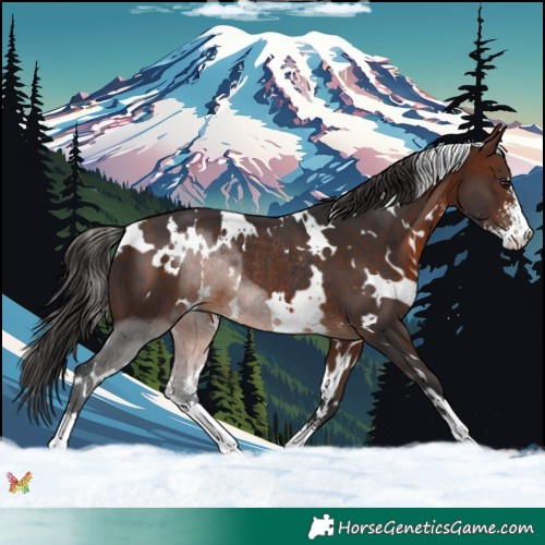 Horse Color:White Spotted Brown Sabino Rabicano 