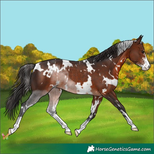 Horse Color:White Spotted Brown Sabino Rabicano 