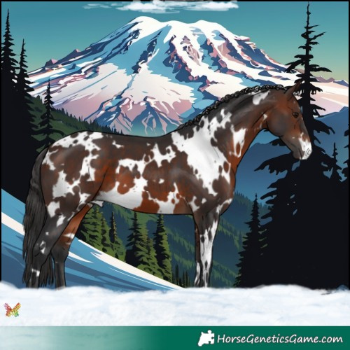 Horse Color:White Spotted Brown 