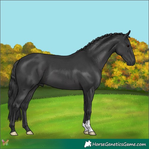 Horse Color:Black 