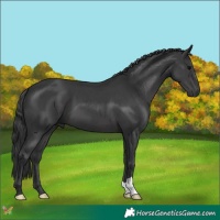 Horse Color:Black 