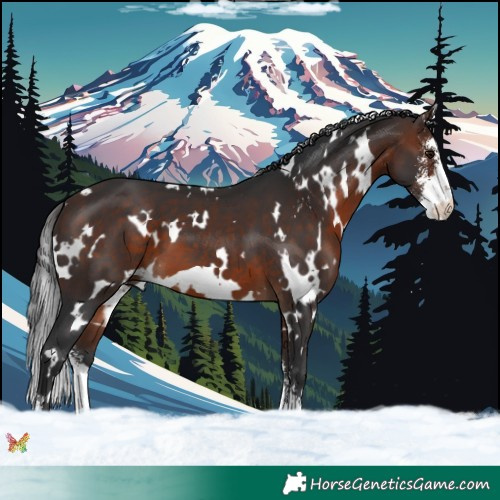 Horse Color:White Spotted Brown Sabino 