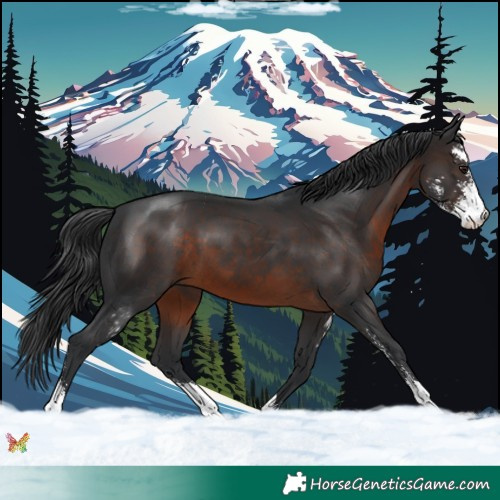 Horse Color:Brown Sabino 