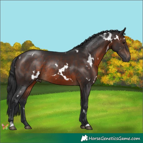 Horse Color:White Spotted Brown Rabicano 