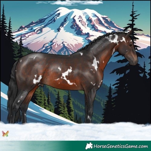 Horse Color:White Spotted Brown Rabicano 