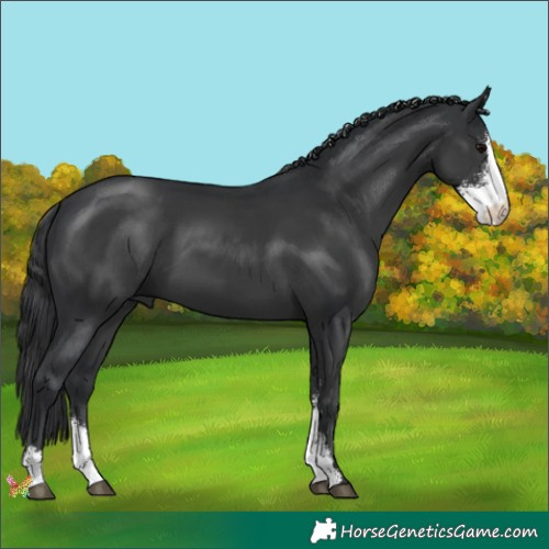 Horse Color:Black Sabino 