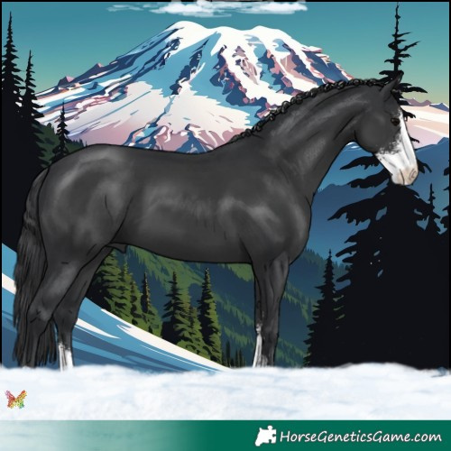 Horse Color:Black Sabino 