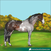 Horse Color:White Spotted Brown Sabino